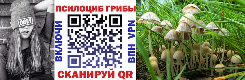 Псилоцибиновые грибы мицелий Новоалександровск